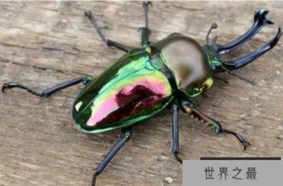 ​世界售价最高的十大昆虫 彩虹锹甲高9万美元(比较漂亮)