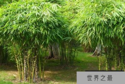 ​世界上长得最快的植物：竹子一天可长高1米