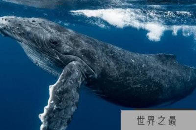 ​十大最大的海洋生物排名，第一是蓝鲸，虎鲸上榜