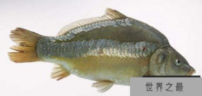 ​世界上最奇怪的鱼镜鱼被用作镜子