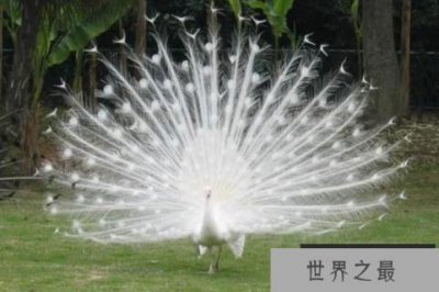 ​世界十大最美的鸟，第一是白孔雀，天鹅上榜