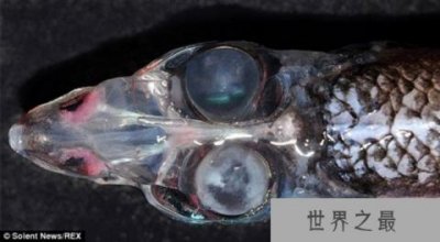 ​深海罕见恐怖物种：管眼鱼头部透明眼睛突出