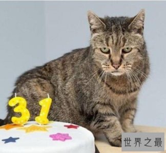 ​世界上最长寿的猫，享年38岁零3天