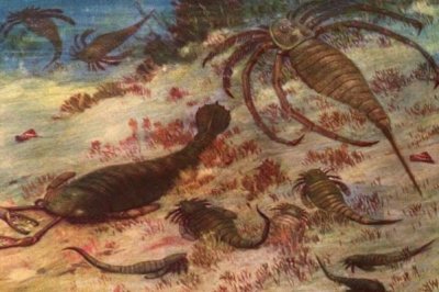 ​远古最大的蜘蛛:古老海蝎，长1.7米(4.6亿年前海洋巨人)