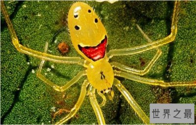 ​蜘蛛界的最萌之神——夏威夷群岛中罕见的“笑脸蜘蛛”
