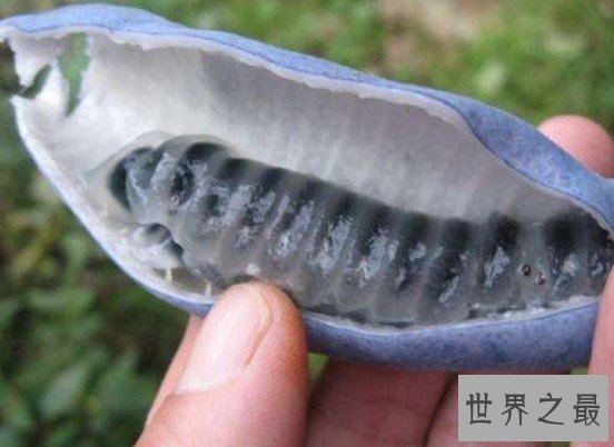 世界上最奇葩的水果猫屎瓜,形状很像猫儿拉的屎