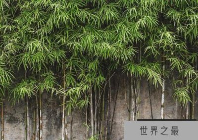 ​世界上十大最旺风水的树木 罗汉松正气的象征(吉祥之树)