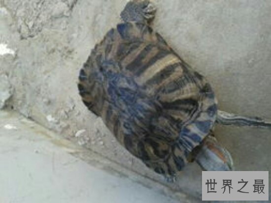 世界上最大的乌龟，体重达到325公斤，养好了都能把你送走！