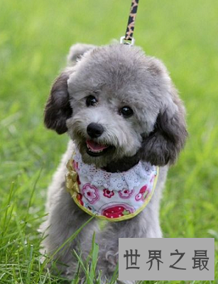 什么狗最聪明？狗狗智商排行榜来袭