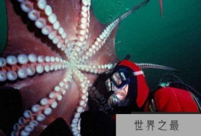 ​世界上最大的章鱼，北太平洋巨型章鱼(重达272公斤)