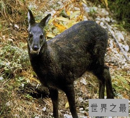 长牙吸血鬼鹿面如吸血鬼 长相怪异生命濒危！