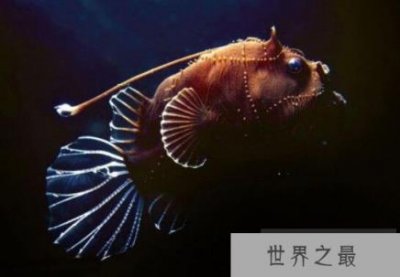 ​超丑的深海安康鱼，自带发光器独特的捕食技术