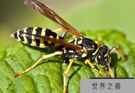 世界上最大的马蜂,体长高达6厘米