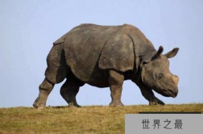 ​世界十大濒危珍稀野生动物，爪哇犀牛上榜