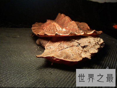 龟类中的异类，神奇机智的枯叶龟