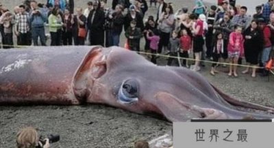 ​世界上最大的鱿鱼乌贼是20米长