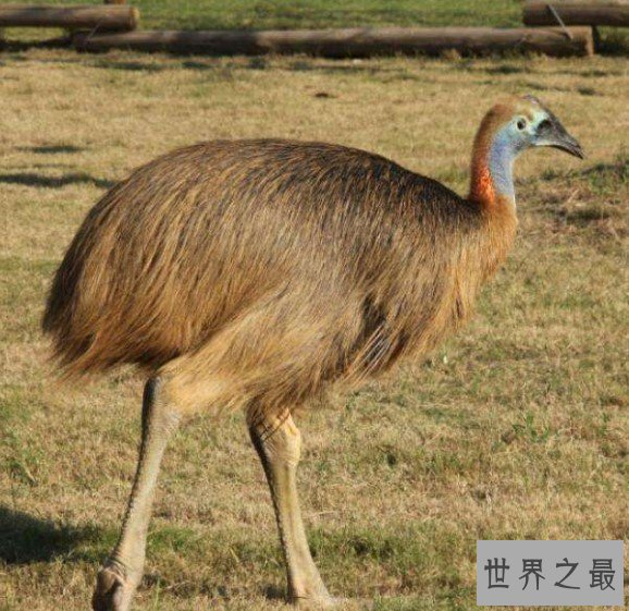 世界上最凶鸟类,爪子可以一刀勾肠