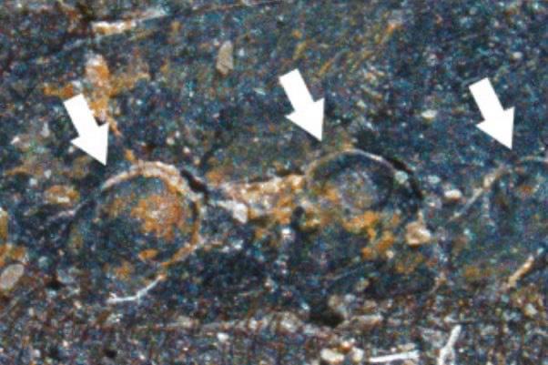 探秘远古最大的蜘蛛:古老海蝎,长1.7米(4.6亿年前海洋巨人) 3