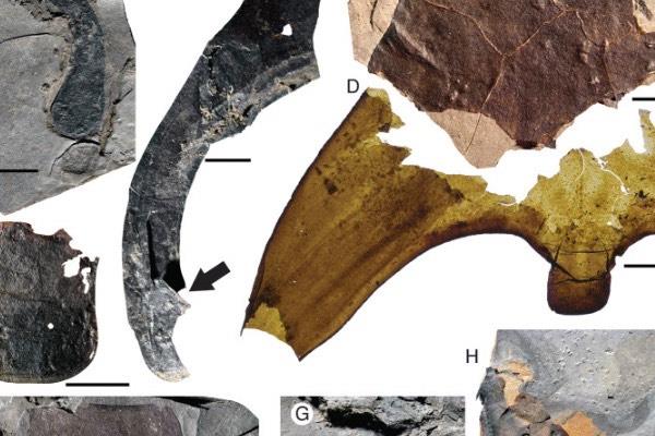 探秘远古最大的蜘蛛:古老海蝎,长1.7米(4.6亿年前海洋巨人) 2
