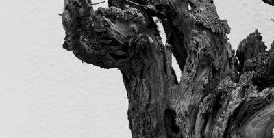 老干虬枝的意思(秉性的意思)