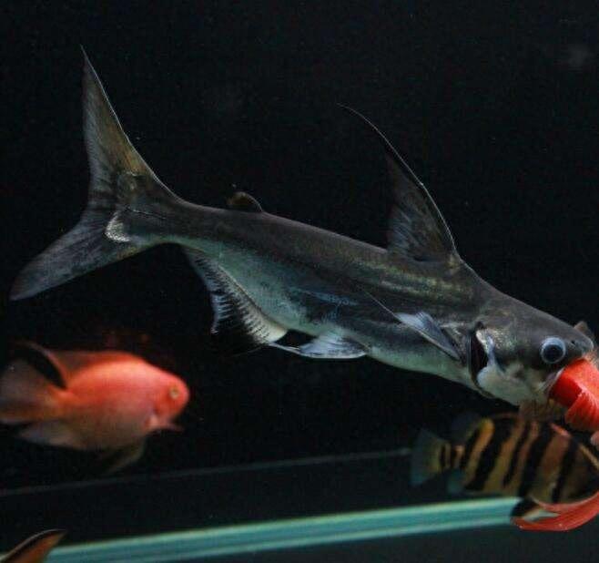 宠物图集：成吉思汗鱼