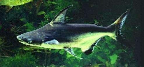 宠物图集：成吉思汗鱼