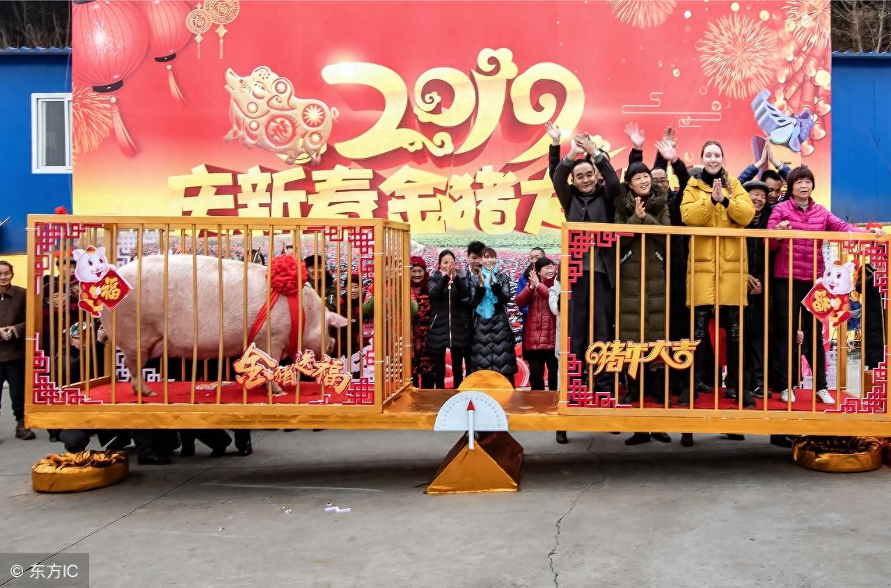 四川新猪王,9年长了1881斤,相当于11个成年人,24个人抬着吃力