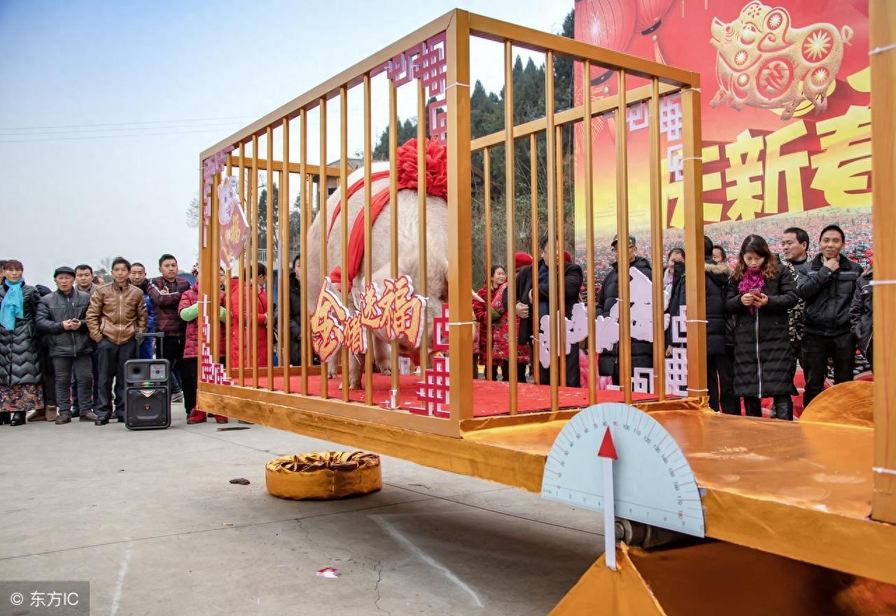 四川新猪王,9年长了1881斤,相当于11个成年人,24个人抬着吃力