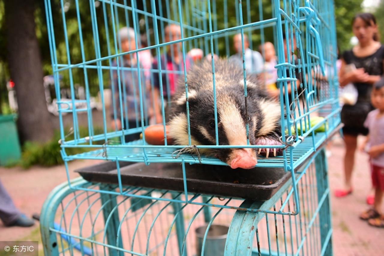 猪獾，一个破坏之王