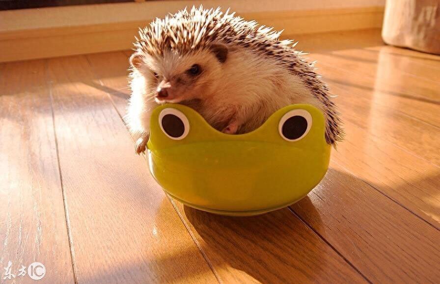 迷你刺猬 真可爱 你会选它做宠物么