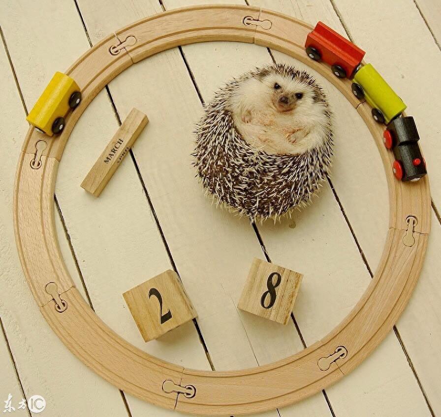 迷你刺猬 真可爱 你会选它做宠物么