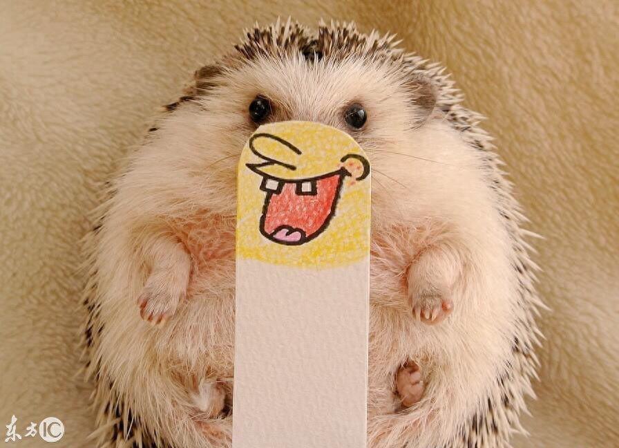 迷你刺猬 真可爱 你会选它做宠物么
