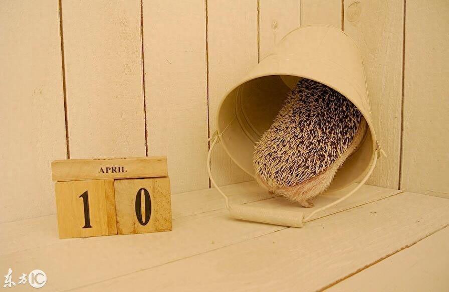 迷你刺猬 真可爱 你会选它做宠物么