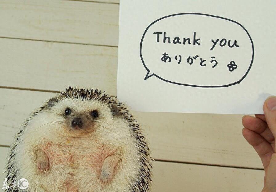 迷你刺猬 真可爱 你会选它做宠物么