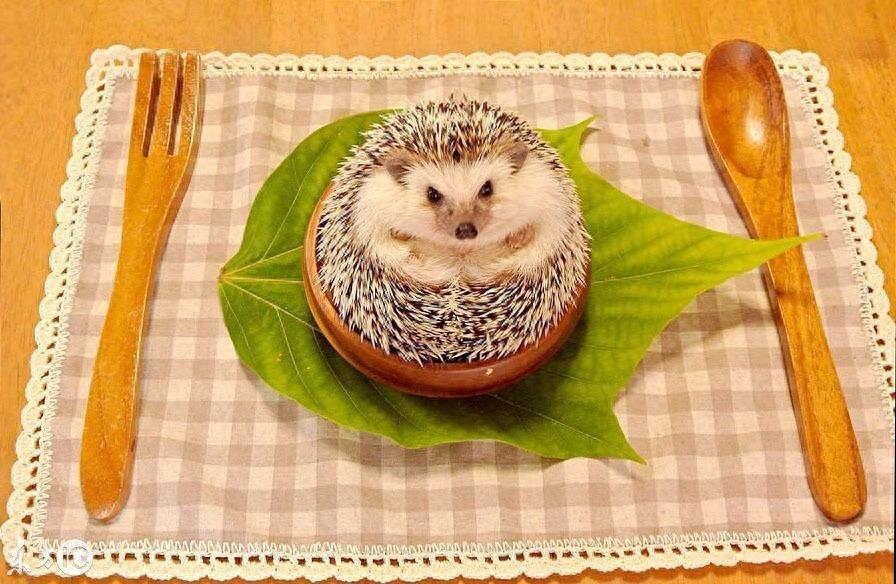 迷你刺猬 真可爱 你会选它做宠物么