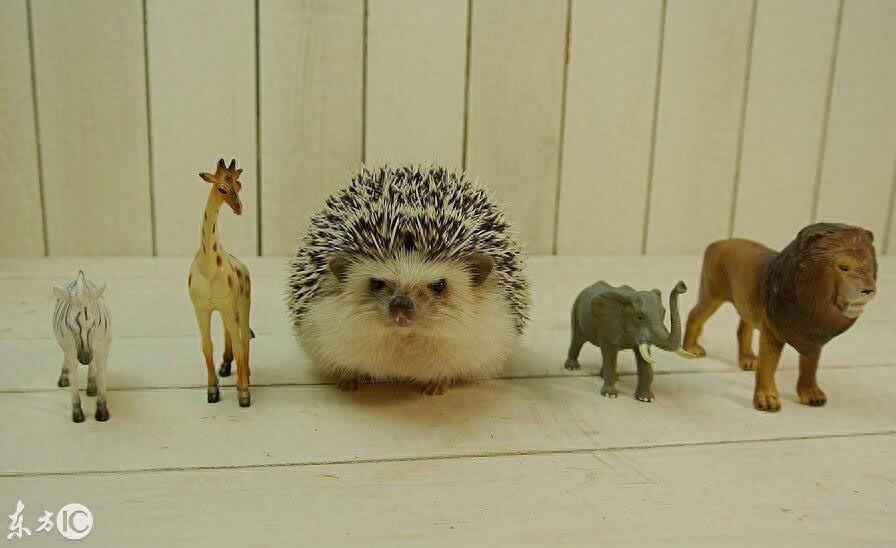 迷你刺猬 真可爱 你会选它做宠物么
