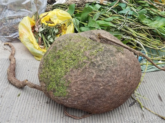 深山老林出土的超大“山乌龟”，是否值100元？