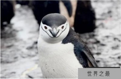 ​世界十大企鹅种类 帽带企鹅最容易辨认(体长72厘米)