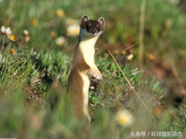 罕见超萌伶鼬,它们是雪女神派来的雪地小精灵吧