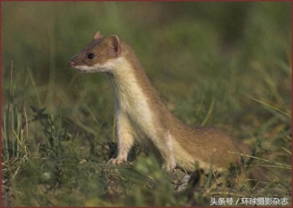 罕见超萌伶鼬,它们是雪女神派来的雪地小精灵吧