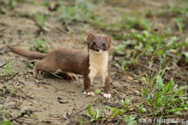 罕见超萌伶鼬,它们是雪女神派来的雪地小精灵吧
