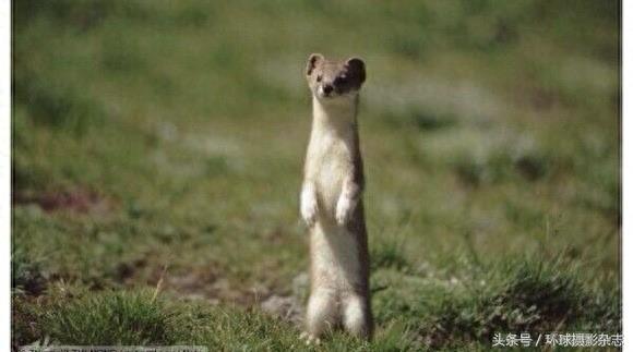 罕见超萌伶鼬,它们是雪女神派来的雪地小精灵吧