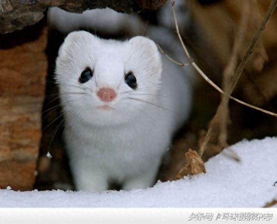 罕见超萌伶鼬,它们是雪女神派来的雪地小精灵吧