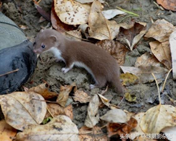 罕见超萌伶鼬,它们是雪女神派来的雪地小精灵吧