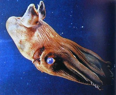 来自地狱的生物——吸血鬼鱿鱼