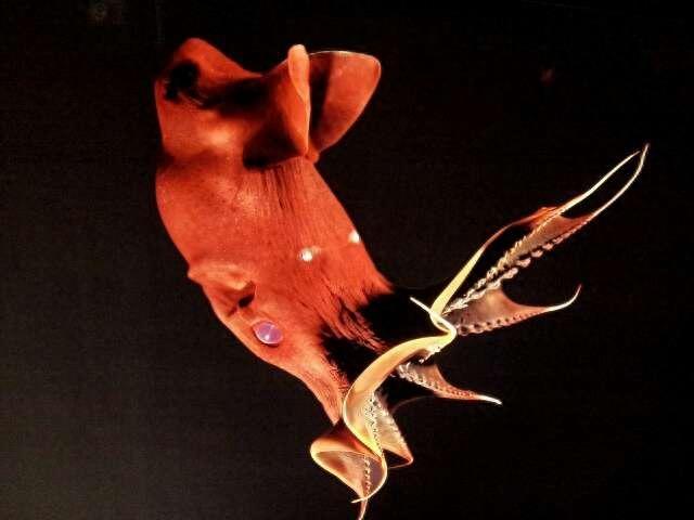 来自地狱的生物——吸血鬼鱿鱼