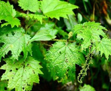 ​荨（qian）麻还叫啥名字，它有什么用途