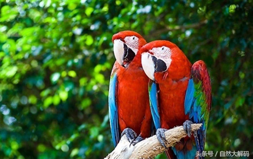 中国古代六大象征爱情的鸟，您知道吗？