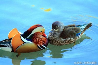 ​中国古代六大象征爱情的鸟，您知道吗？