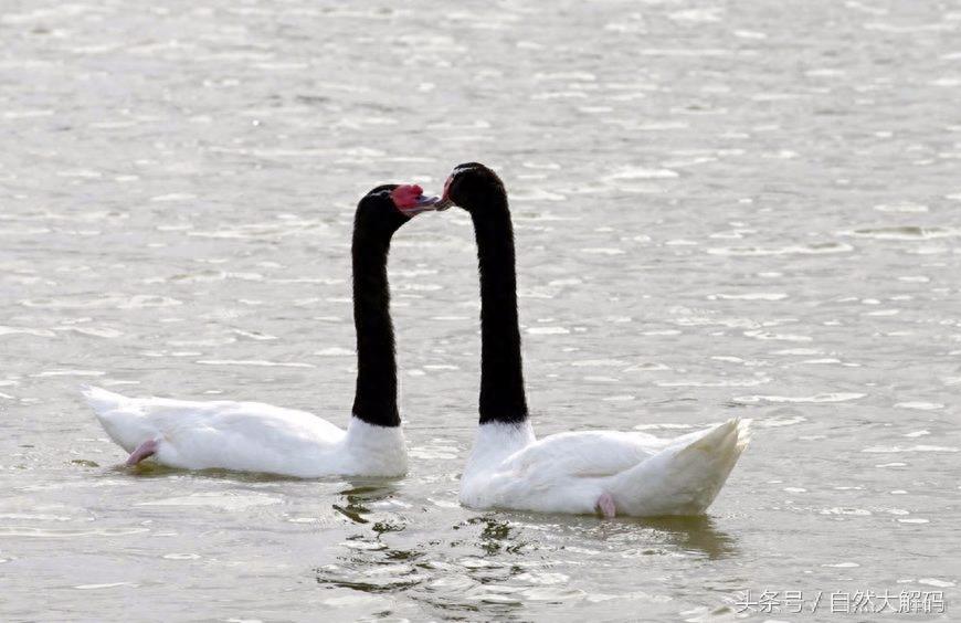 中国古代六大象征爱情的鸟，您知道吗？